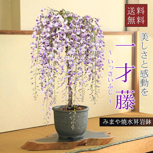 楽天市場】藤 苗木（盆栽｜花・観葉植物）：花・ガーデン・DIYの通販