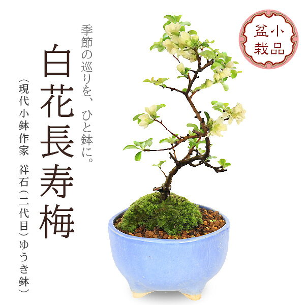 【即日出荷可】盆栽：白花長寿梅(現代小鉢作家 祥石(二代目)ゆうき空色鉢)*苔付き鉢植え 鉢花 bonsai