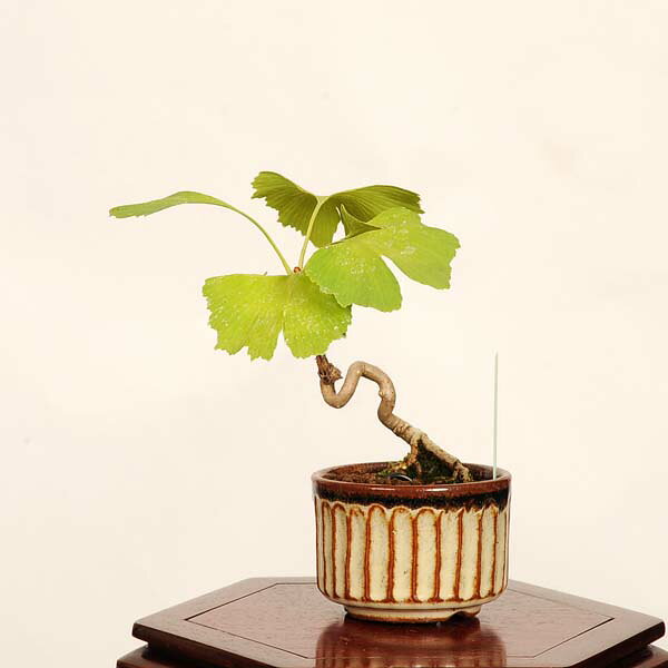 盆栽：銀杏(イチョウ)*現品 一点物 いちょう Icho bonsai ミニ盆栽