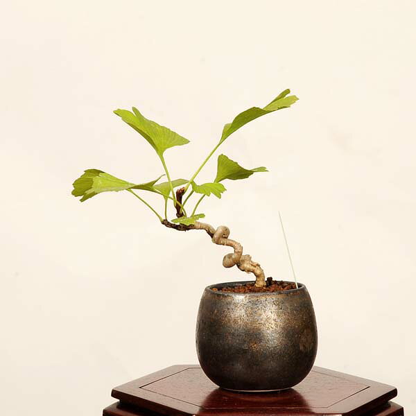 盆栽：銀杏(イチョウ)*現品 一点物 いちょう Icho bonsai ミニ盆栽