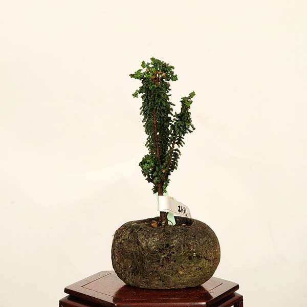 楽天市場】石化檜（盆栽｜花・観葉植物）：花・ガーデン・DIYの通販