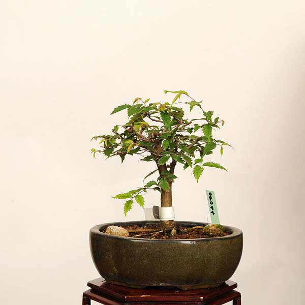 盆栽：欅(けやき)　現品*一点物 ケヤキ Zelkova serrata　Keyaki bonsai 小品盆栽