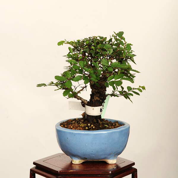 盆栽：楡欅（にれけやき）　*現品 一点物 ニレケヤキ keyaki bonsai　小品盆栽