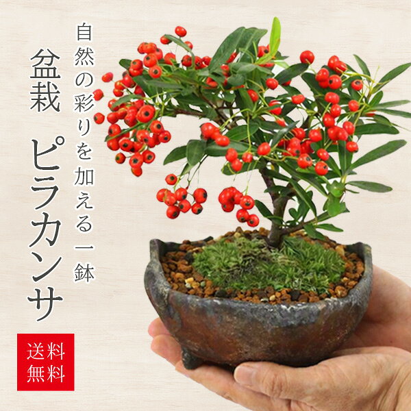 楽天市場】ピラカンサ（盆栽｜花・観葉植物）：花・ガーデン・DIYの通販