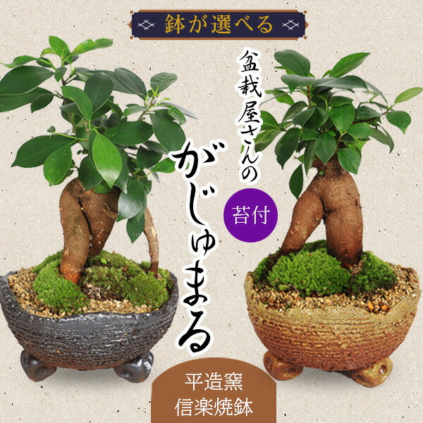 遅れてごめんね【敬老の日 プレゼント】【即日出荷可！】鉢が選べる がじゅまるインテリア盆栽： ガジュマル(多幸の樹)【平造窯信楽焼鉢】* 苔と砂付き bonsai