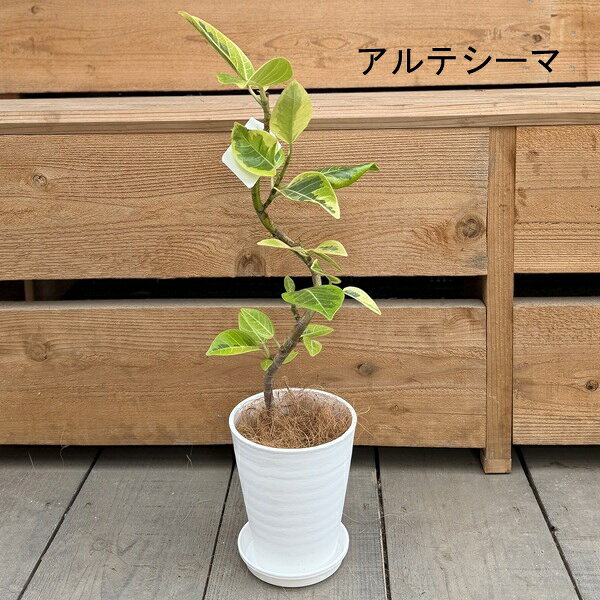 商品画像2