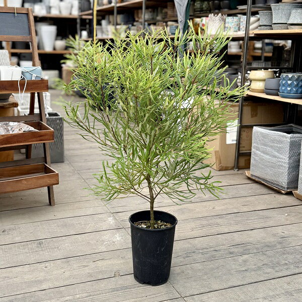 楽天市場】バンクシア banksia（観葉植物｜花・観葉植物）：花