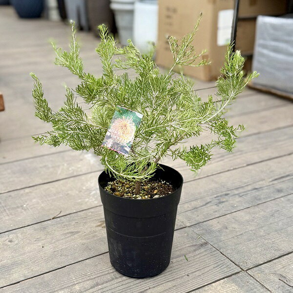楽天市場】バンクシア（観葉植物｜花・観葉植物）：花・ガーデン・DIY