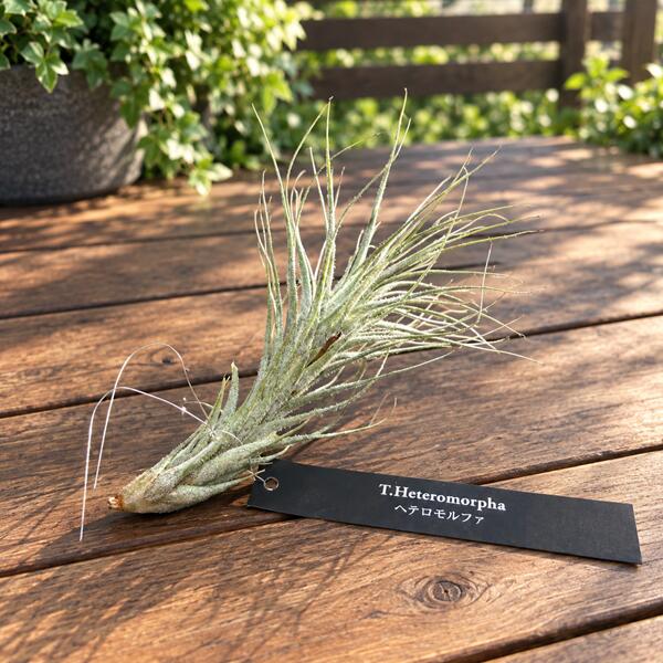 商品説明 科目：パイナップル科／属名：チランジア属／花言葉：不屈／非耐寒性多年草／耐寒温度約10℃（環境・生育状況により変わります。） 撮影日：9月 ＊数量ものの為、写真と若干形状が異なる場合がございます。 ＊ご購入時期により開花中、開花後の場合がございます。 ＊写真の小物など記載以外の物は商品に含まれません。 サイズ 約8〜10cm×約8〜10cm 育て方について ・置き場所 置き場所は明るい日陰（半日陰）が適しています。 室内ならレースのカーテン越しの柔らかい日が入る場所などがよいでしょう。 ・水やり 週に1〜2度くらい、霧吹きなどで株全体に水をかけましょう。 ◆ご購入後、詳しい手入れ方法を知りたい方は、メール・電話等でお問い合わせ下さい。 エアプランツ　えあぷらんつ　玄関 お祝 お礼新築祝 開店祝 開業祝 引越し祝 誕生日 内祝結婚祝い 敬老の日 陶器 人気 おしゃれ玄関 シンボルツリー鉢植え 本物 父の日 母の日 シンプル シック 和モダン ナチュラル 観葉植物桜盆栽　さくら盆栽・サクラ盆栽・ミニ盆栽・ミニさくら盆栽・ミニサクラ盆栽・あさひやまさくら・桜・アサヒヤマ・モダン盆栽　通販　盆栽　苔　創作盆栽　小品盆栽　盆栽販売　観葉植物　ミニ観葉植物　植木　人気商品　プレゼント　ギフト 季節の贈りもの　お正月・お年賀・成人の日・節分・バレンタインデー・ひな祭り・春分の日・お彼岸・ ホワイトデー・卒業式・入学式・こどもの日・母の日・父の日・七夕・お中元・書中見舞い・残暑見舞い・お盆・敬老の日・秋分の日・七五三・クリスマス・イブ・ お歳暮・シンボルフラワー・早期ご予約・早期割引・早割・早期特典 ＜大切なあの人へのプレゼント＞御祝・御礼・御挨拶・粗品・珍しい・お使い物・贈答品・ギフト・ 贈りもの・進物・記念日・結婚記念日・お誕生日・バースデー・発表会・祝電 ＜お祝いや内祝いなど祝儀の品＞引き出物・お祝い・内祝い・結婚祝い・ 結婚内祝い・出産祝い・出産内祝い・プロポーズ・ 婚約・引き菓子・快気祝い・快気内祝い・プチギフト・金婚式・銀婚式・告白・喜寿・米寿・卒寿・還暦 ＜ビジネスでのギフト・お礼・大人のマナーとして＞開店祝い・移転祝い・お見舞い・歓送迎会・送別祝い・退職祝い・公演 楽屋見舞い・開店 オープン・新築祝い・引越し祝い・入学祝い・卒業祝い・熨斗・のし