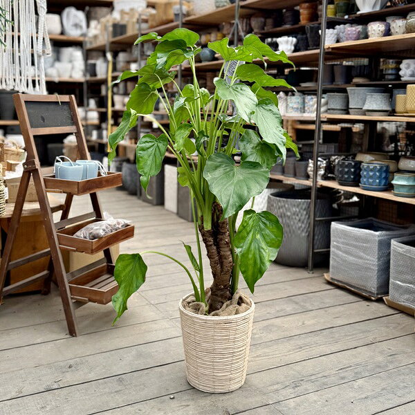 商品情報 愛らしいハート型の葉を茂らせる人気の観葉植物です♪ 科目： サトイモ科／属名：クワズイモ属／常緑性多年草／耐寒温度約10℃（環境・生育状況により変わります。） 撮影日：2026年10月5日 ※北海道、沖縄への配送は承れません。 ※植物ですのでお届け時期により状態は変わります。 ※写真の小物など記載以外の物は商品に含まれません。 サイズ 鉢径：27cm(鉢カバー)　全高：約120cm　幅：約90cm 手入れ 耐陰性が強いので室内のどこにでも置けます。真夏の直射日光は避けましょう。 土が乾いたらたっぷりと水を与えましょう。 冬は乾燥気味に育てましょう。 空中湿度が高いのを好むので、葉水をすると喜びます。 ◆ご購入後、詳しい手入れ方法を知りたい方は、メール・電話等でお問い合わせ下さい。 ◆その他備考 ギフトラッピング 画像配信サービス 植物の枝葉について ○ラッピング包装可能です。(※有料となります。) ご注文時にご選択ください。 ○ご希望の方はお気軽にお申し付けください。※繁忙期はお待たせしてしまう場合があります。ご了承ください。 移動や生育過程によりできたキズ、割れ、カットしている個所などがある場合がありますが、生育に問題ないと判断したものを出荷しています。予めご了承ください。 もんすてら 南国植物 育てやすい 玄関 お祝 お礼新築祝 開店祝 開業祝 引越し祝 誕生日 内祝結婚祝い 敬老の日 陶器 人気 おしゃれ玄関 シンボルツリー鉢植え 本物 父の日 母の日 シンプル シック 和モダン ナチュラル 観葉植物桜盆栽　さくら盆栽・サクラ盆栽・ミニ盆栽・ミニさくら盆栽・ミニサクラ盆栽・あさひやまさくら・桜・アサヒヤマ・モダン盆栽　通販　盆栽　苔　創作盆栽　小品盆栽　盆栽販売　観葉植物　ミニ観葉植物　植木　人気商品　プレゼント　ギフト 季節の贈りもの　お正月・お年賀・成人の日・節分・バレンタインデー・ひな祭り・春分の日・お彼岸・ ホワイトデー・卒業式・入学式・こどもの日・母の日・父の日・七夕・お中元・書中見舞い・残暑見舞い・お盆・敬老の日・秋分の日・七五三・クリスマス・イブ・ お歳暮・シンボルフラワー・早期ご予約・早期割引・早割・早期特典 ＜大切なあの人へのプレゼント＞御祝・御礼・御挨拶・粗品・珍しい・お使い物・贈答品・ギフト・ 贈りもの・進物・記念日・結婚記念日・お誕生日・バースデー・発表会・祝電 ＜お祝いや内祝いなど祝儀の品＞引き出物・お祝い・内祝い・結婚祝い・ 結婚内祝い・出産祝い・出産内祝い・プロポーズ・ 婚約・引き菓子・快気祝い・快気内祝い・プチギフト・金婚式・銀婚式・告白・喜寿・米寿・卒寿・還暦 ＜ビジネスでのギフト・お礼・大人のマナーとして＞開店祝い・移転祝い・お見舞い・歓送迎会・送別祝い・退職祝い・公演 楽屋見舞い・開店 オープン・新築祝い・引越し祝い・入学祝い・卒業祝い・熨斗・のし