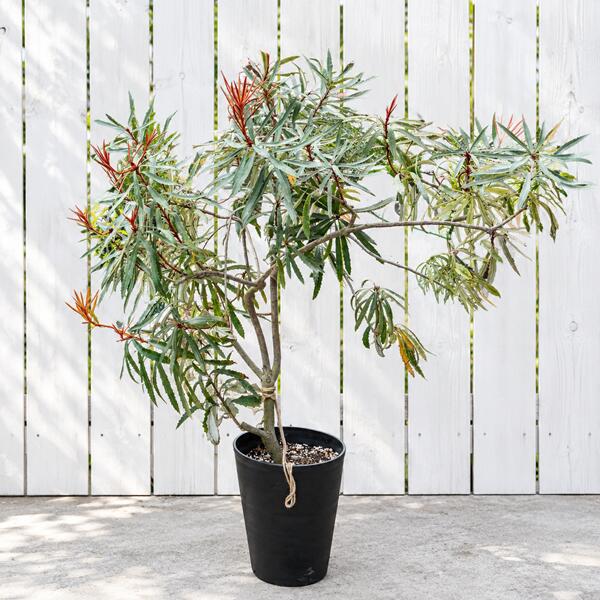 観葉植物 鉢花 苗：バンクシア プラジオカルパ*ブルーバンクシア 現品をお届け 大型佐川急便