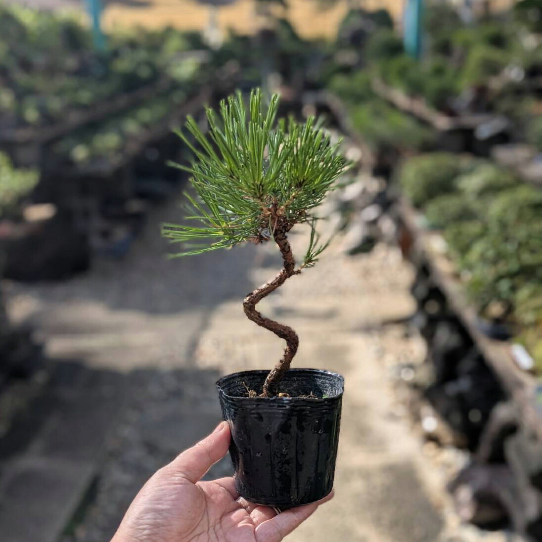 楽天市場】黒松 苗（盆栽｜花・観葉植物）：花・ガーデン・DIYの通販