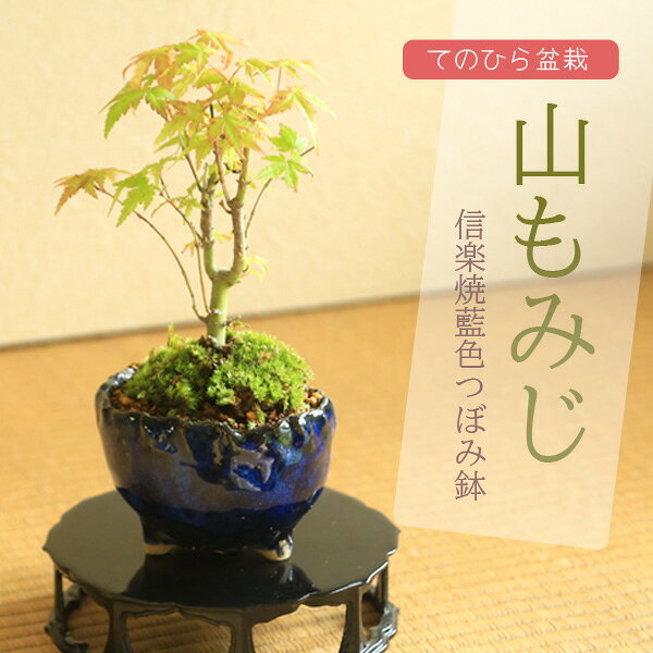 楽天市場】山もみじ 盆栽の通販