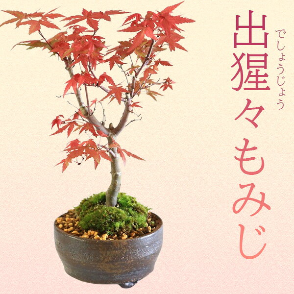 【即日出荷可！】◇楽天1位◇盆栽：出猩々もみじ(信楽焼小鉢)*苔付き 春秋モミジbonsai
