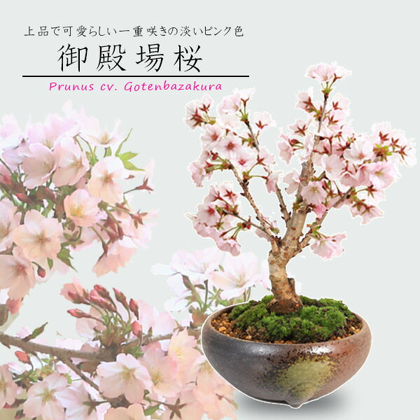 御殿場桜の盆栽｜瀬戸焼の鉢・苔付き