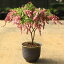 小品盆栽:紅花馬酔木 あせび(瀬戸焼深鉢) *【2021年開花終了】アセビ Asebi 送料無料bonsai