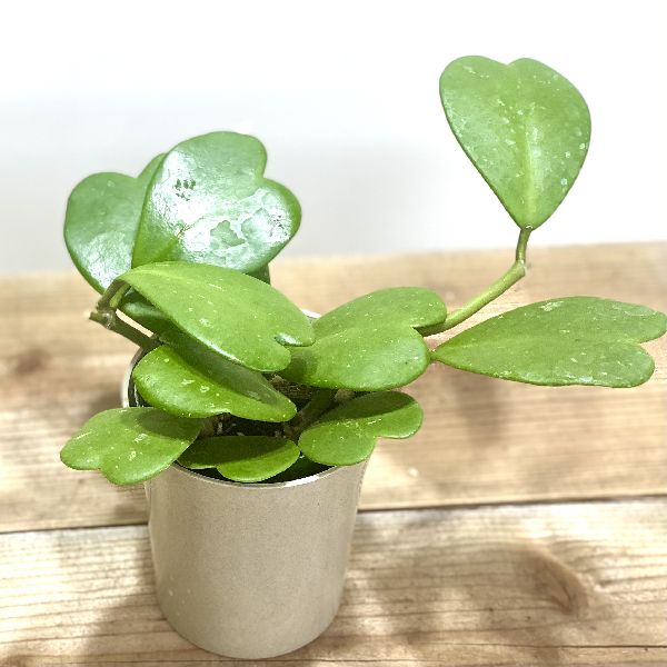 おしゃれ　観葉植物：ハートホヤ*カーリー バリエガータ プラポット　ラブハート