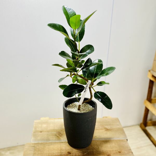 おしゃれ　観葉植物　鉢色選べる：フランスゴムの木*鉢植え　受皿付　フィカス　ル...