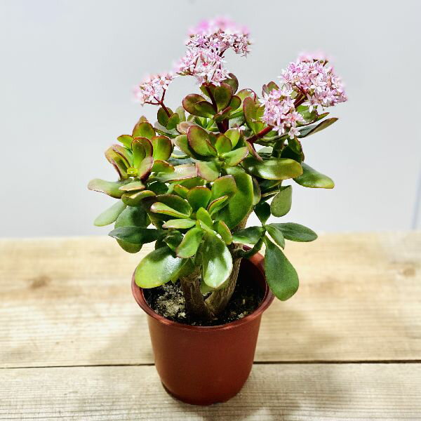 ���տ�ʪ����Τʤ��ڡ����ַ�*�����饫���ġ�4��