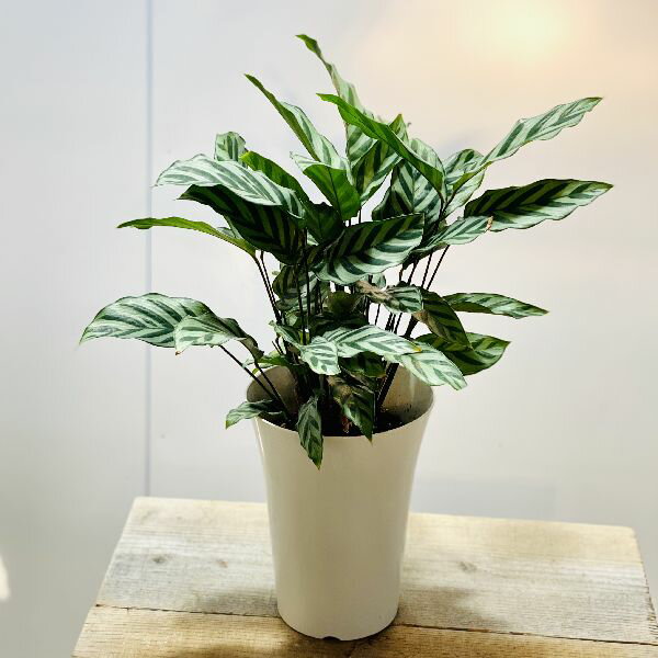 おしゃれ　観葉植物：カラテア　フレディ*5.5号　プラポット