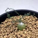 球根植物：オーニソガルム　トルツオスム*葉幅3cm