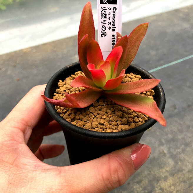 多肉植物：クラッスラ 火祭りの光*幅6cmのサムネイル