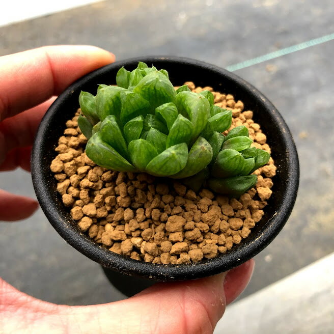 安いシンビフォルミスの通販商品を比較 ショッピング情報のオークファン