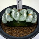 多肉植物：ハオルチア 玉扇 ラベル落ち 幅8.5cm 現品！一品限り