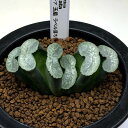 多肉植物:ハオルチア 玉扇 ラベル落ち*幅7.5cm 現品!一品限り
