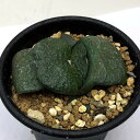 多肉植物:ガステリア 臥牛*幅5.5cm 現品!一品限り