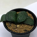 多肉植物:ガステリア 臥牛*幅7cm 現品!一品限り