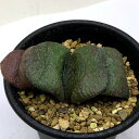 多肉植物：ガステリア　臥牛*幅6cm　現品！一品限り