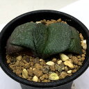 多肉植物：ガステリア　臥牛*幅5.5cm　現品！一品限り