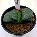 多肉植物:ガステリア 臥牛*幅7.5cm 現品!一品限り
