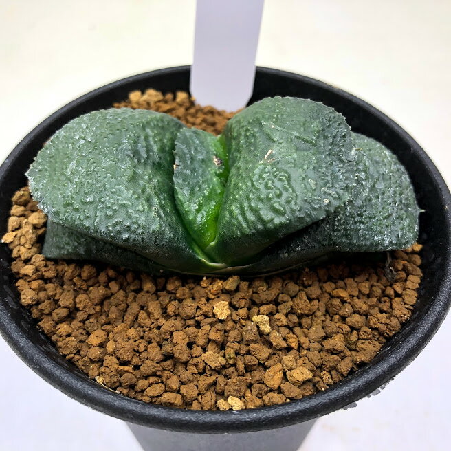 多肉植物：ガステリア　臥牛*幅7cm　現品！一品限り