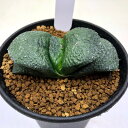 多肉植物:ガステリア 臥牛*幅7cm 現品!一品限り