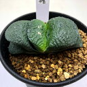 多肉植物:ガステリア 臥牛*幅7cm 現品!一品限り