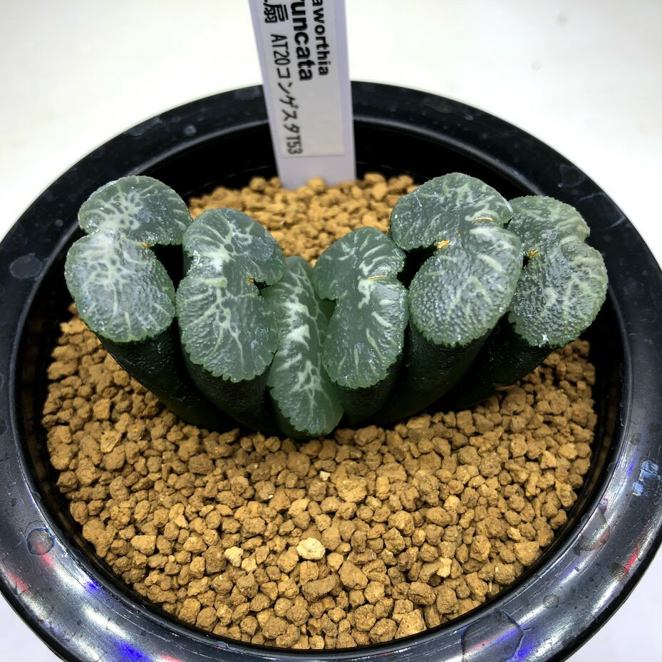 多肉植物：ハオルチア 玉扇 AT20コンゲスタT53*幅6.5cm　現品！一品限り