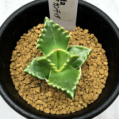 多肉植物フォーカリアの育て方講座 気を付けるべき遮光対策や株分け方法などを紹介 暮らし の 多肉植物フォーカリアの育て方講座 気を付けるべき遮光対策や株分け方法などを紹介 暮らし の