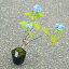 庭木苗・植木苗:山アジサイ(やまあじさい)(八重甘茶)やえあまちゃ 紫陽花