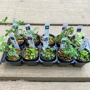 苗:山野草10ヶセット【得】*さんやそう