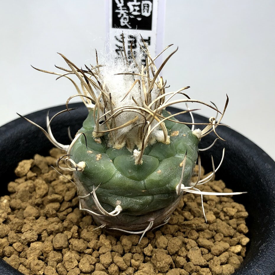 どんそく昇竜丸 | サボタニッキ