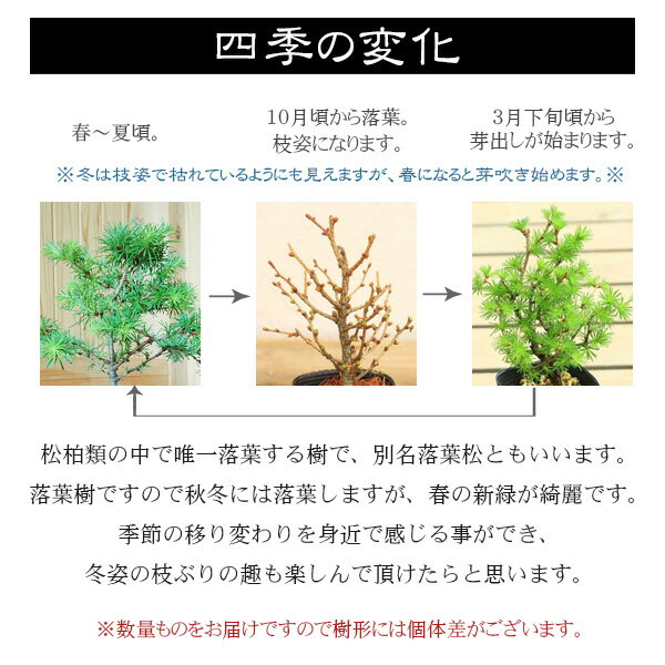 ミニ盆栽：唐松＜からまつ＞（萬古焼泥物丸小鉢）*苔付き【送料無料】から松落葉松karamatsu鉢植え bonsai