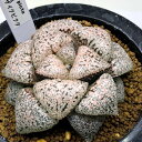 多肉植物:ハオルチア 関西系モザイクピクタ*幅7.5cm 現品!一品限り