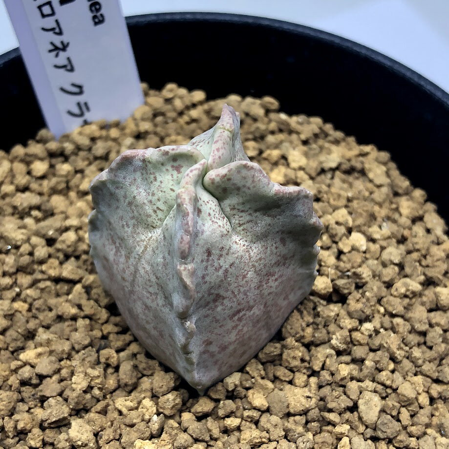 商品説明 レアガガイモ、ホワイトスロアネア　クラサ。 ごく限られた地域にのみ自生し、個体数の少なさから、幻の希少種とも言われていました。 四角くすこしぎざぎざのある、特徴的なフォルムです。本来小型種ですが、すでに見ごたえのあるサイズに育って...