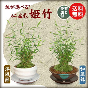 鉢が選べる！：ミニ盆栽 姫竹*(受け皿と苔付き) 【送料無料】bonsai