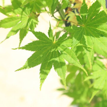 送料無料 庭木・植木:きはちじょうモミジ(黄八丈)もみじ 紅葉 ポット 佐川急便発送