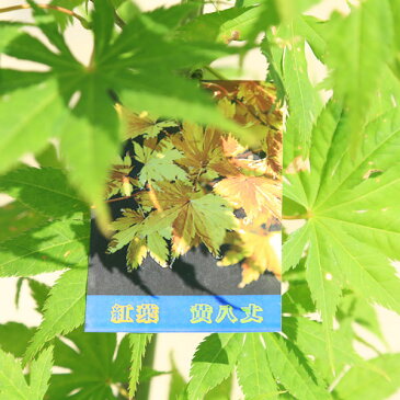 送料無料 庭木・植木:きはちじょうモミジ(黄八丈)もみじ 紅葉 ポット 佐川急便発送