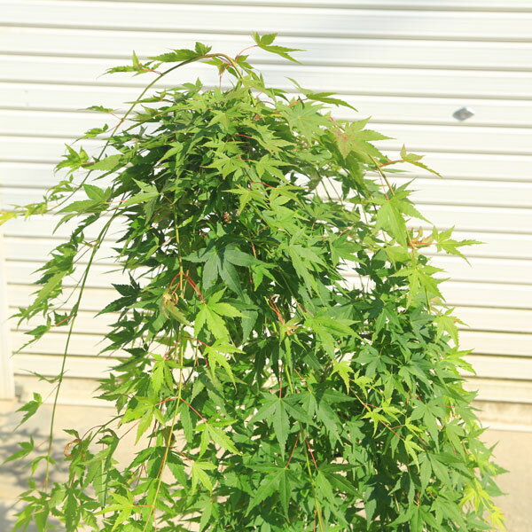 送料無料 庭木・植木:流泉もみじ(りゅうせんし...の紹介画像2