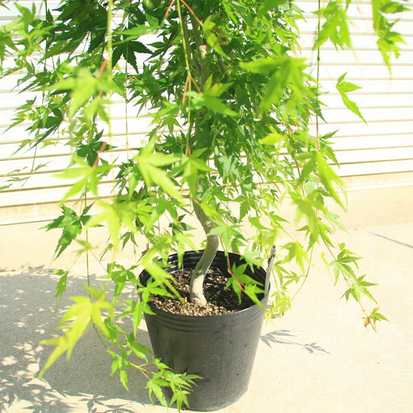 送料無料 庭木・植木:流泉もみじ(りゅうせんし...の紹介画像3